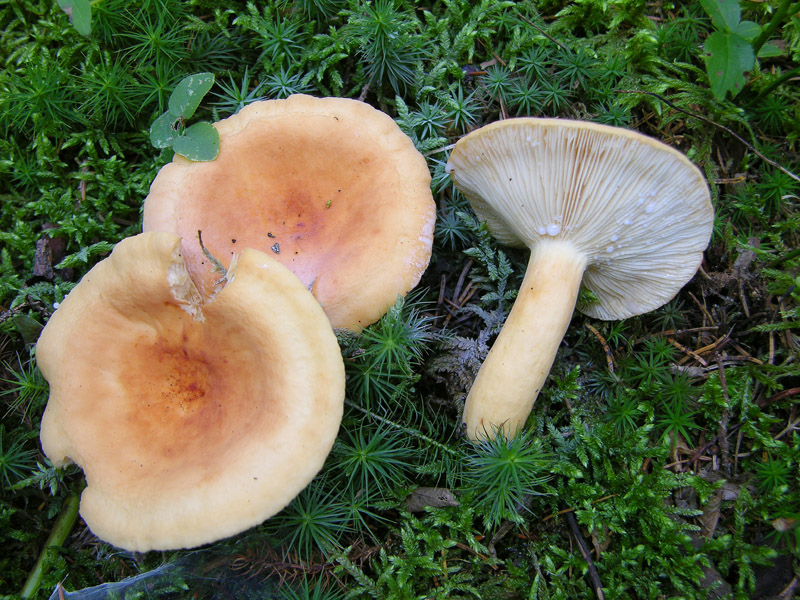 Qualche fungo...(seconda parte)